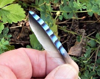 Jay's wing feather, azure, black and white barred feather, foraged find, preened, natural