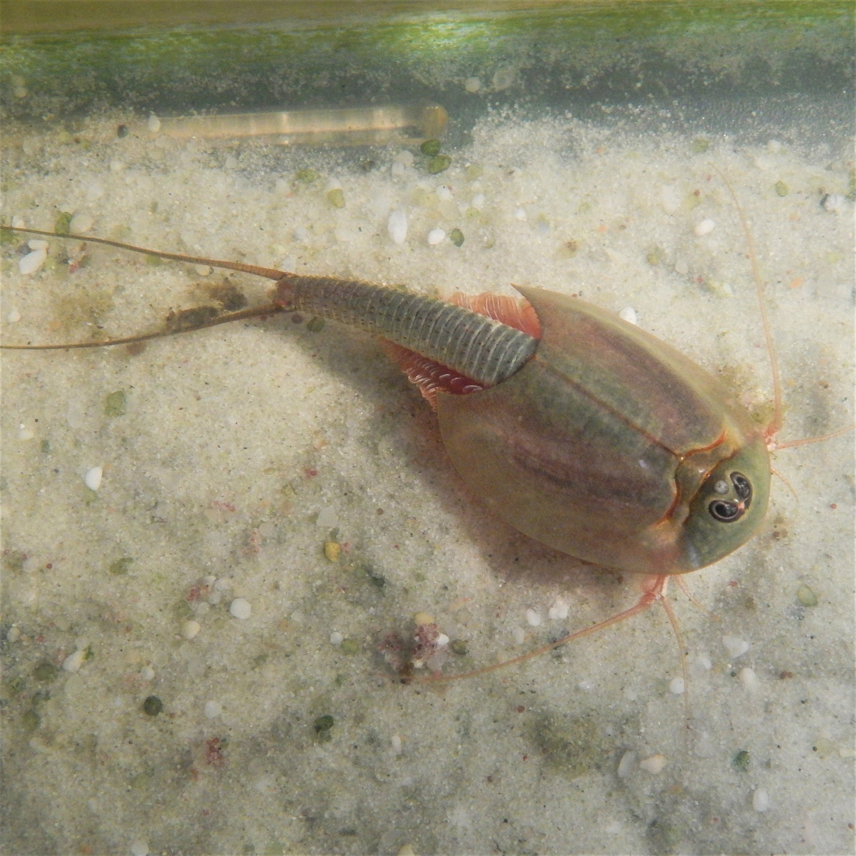 Living Fossils: Longtail Tadpole Shrimp (Triops longicauda…