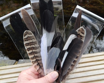 Natural feathers foraged from woodland and fields, wing, tail feathers, four or more, from various  birds.