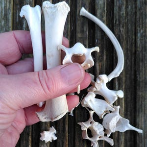 May include: A selection of small, off-white animal bones, including long bones, vertebrae, and ribs. The bones are held in a hand against a weathered wooden background, highlighting their natural texture and form. The arrangement suggests a study of animal anatomy.