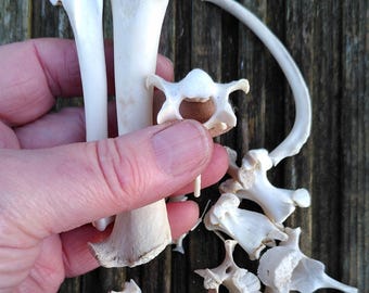 10 +  real bones, foraged finds, rabbit, muntjac, squirrel, badger, fox etc, display, terrariums, divination, alter, crafts, collectibles