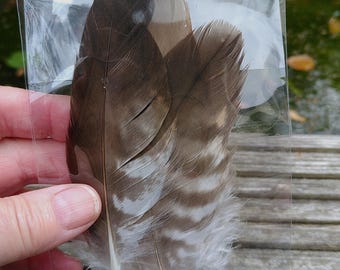Raptor feathers, 3 natural feathers, foraged, possibly Buzzard