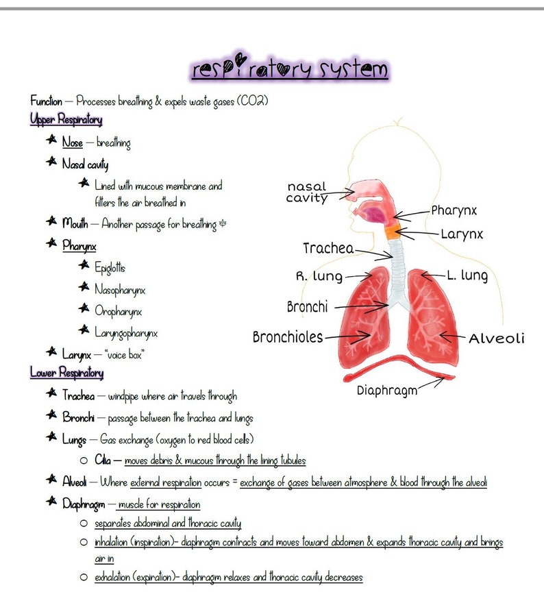 Hesi A2 anatomy and physiology section study guide for | Etsy