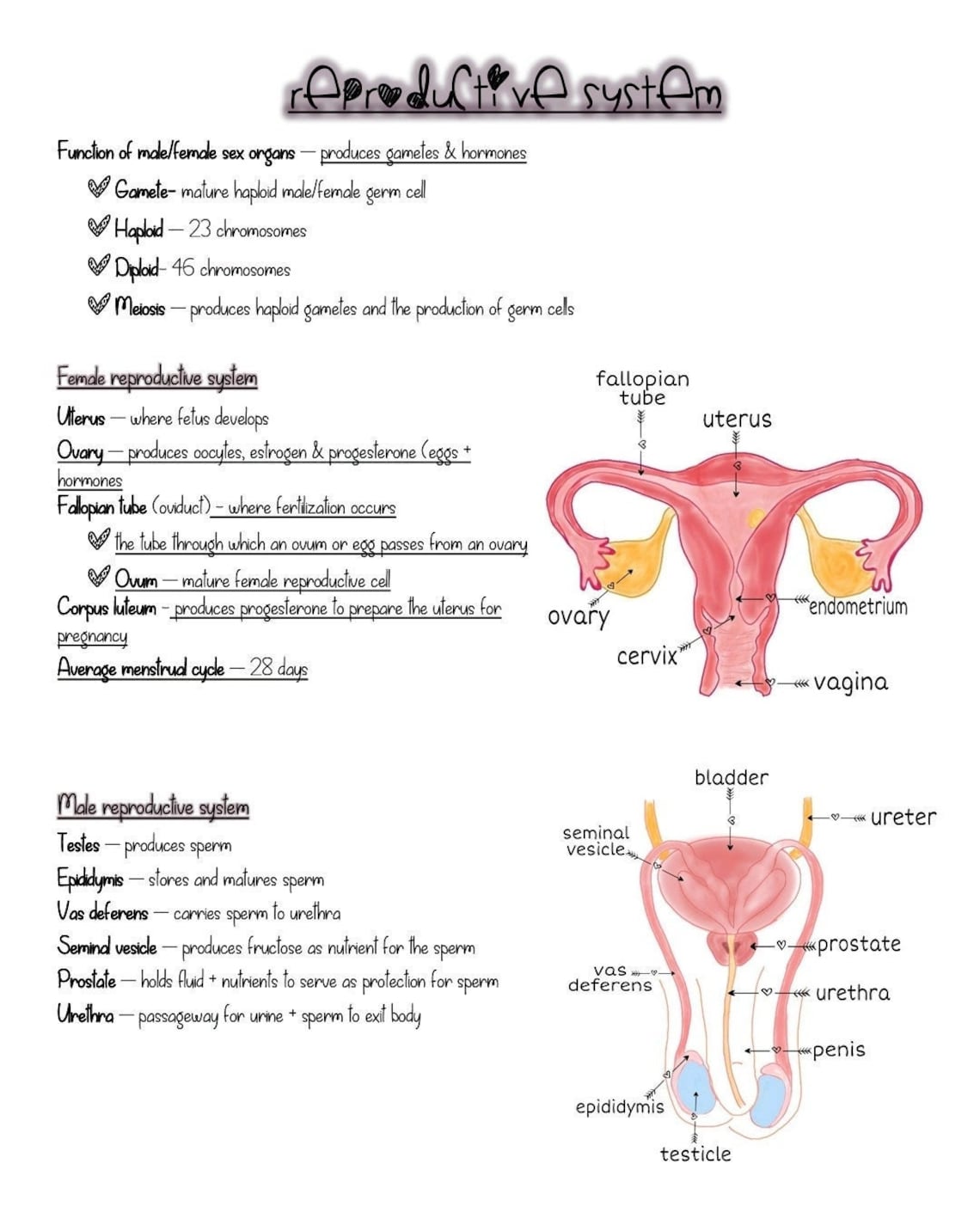 Hesi a2 anatomy and physiology section etsy
