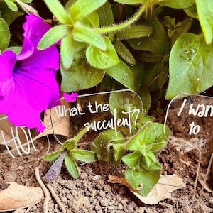 Funny Plant Markers Set of 3 | Hilarious Garden Stakes | Budget Gift for Plant Lovers