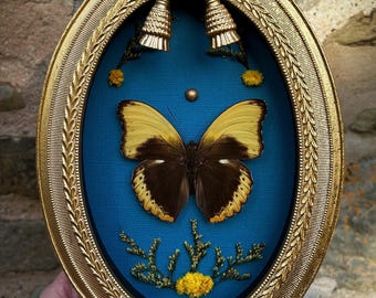 Scalloped Yellow Glider Butterfly Insect Art: Handmade Gothic Ornate Floral Entomology Display