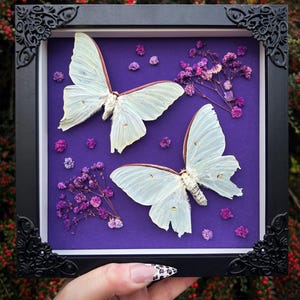 Luna Moth Framed Art: Gothic Cottagecore Decor Floral Flowers Purple Gothic Ornate
