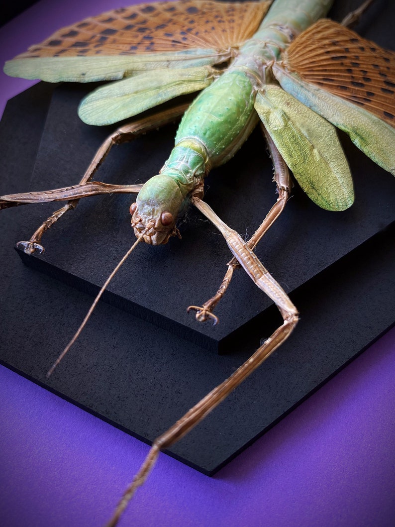 RARE Giant Winged Walking Stick Insect Paracyphocrania Major Etsy Ireland