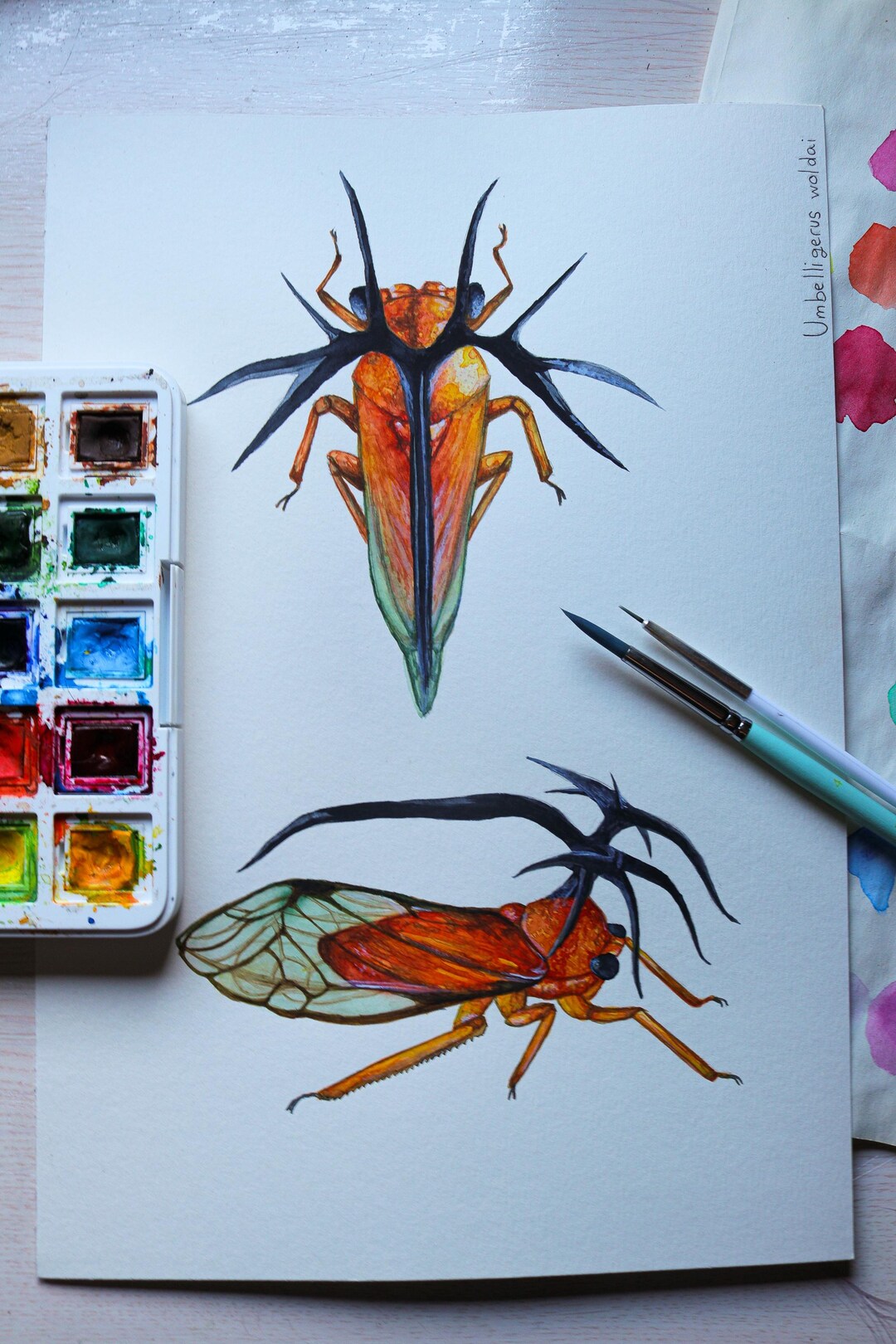 Woldai Insect Insect