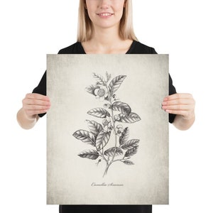 Tee Druck ~ Teepflanze Poster ~ BleistiftZeichnung ~ gedruckt und gepostet ~ Kunstdruck Wanddekor ~ Originalzeichnung