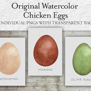 Paquete de colores de huevo de gallina ~ 12 archivos PNG con fondos transparentes ~ Imágenes prediseñadas ~ Sublimación