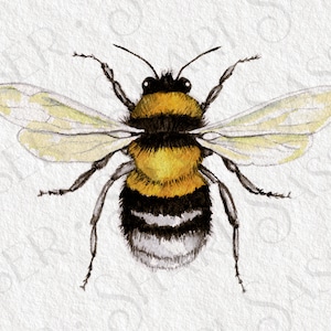 Bumblebee Watercolor Digital Download ~ jpg and png for sublimation ~ vertical and square printable