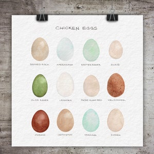 Chicken Egg Colors ~ Art Print ~ Original Watercolor Print ~ Chicken breed egg chart