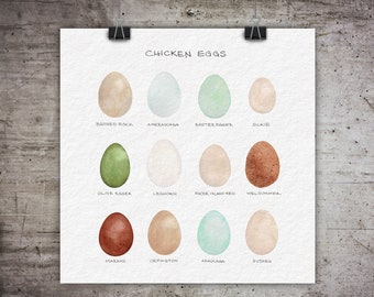 Chicken Egg Colors ~ Art Print ~ Original Watercolor Print ~ Chicken breed egg chart