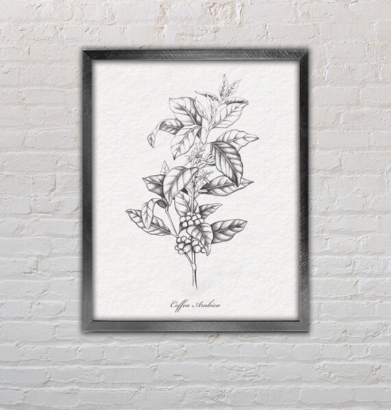 COFFEE plant - Original Zeichnung, Wandkunst, Vintage, Bleistift, Botanik,  Fine Art Printable, Dekor - 3 Versionen - 6 Dateien DOWNLOAD - Etsy.de