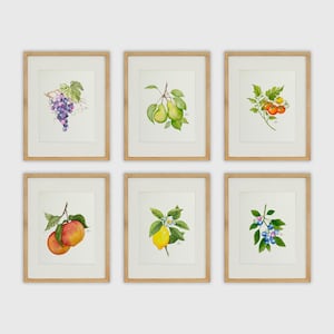 Set of Six Watercolor Prints | Signed Fine Art Prints on Textured Watercolor Paper | Botanical Fruit Art | Farmhouse Kitchen Wall Decor image 1