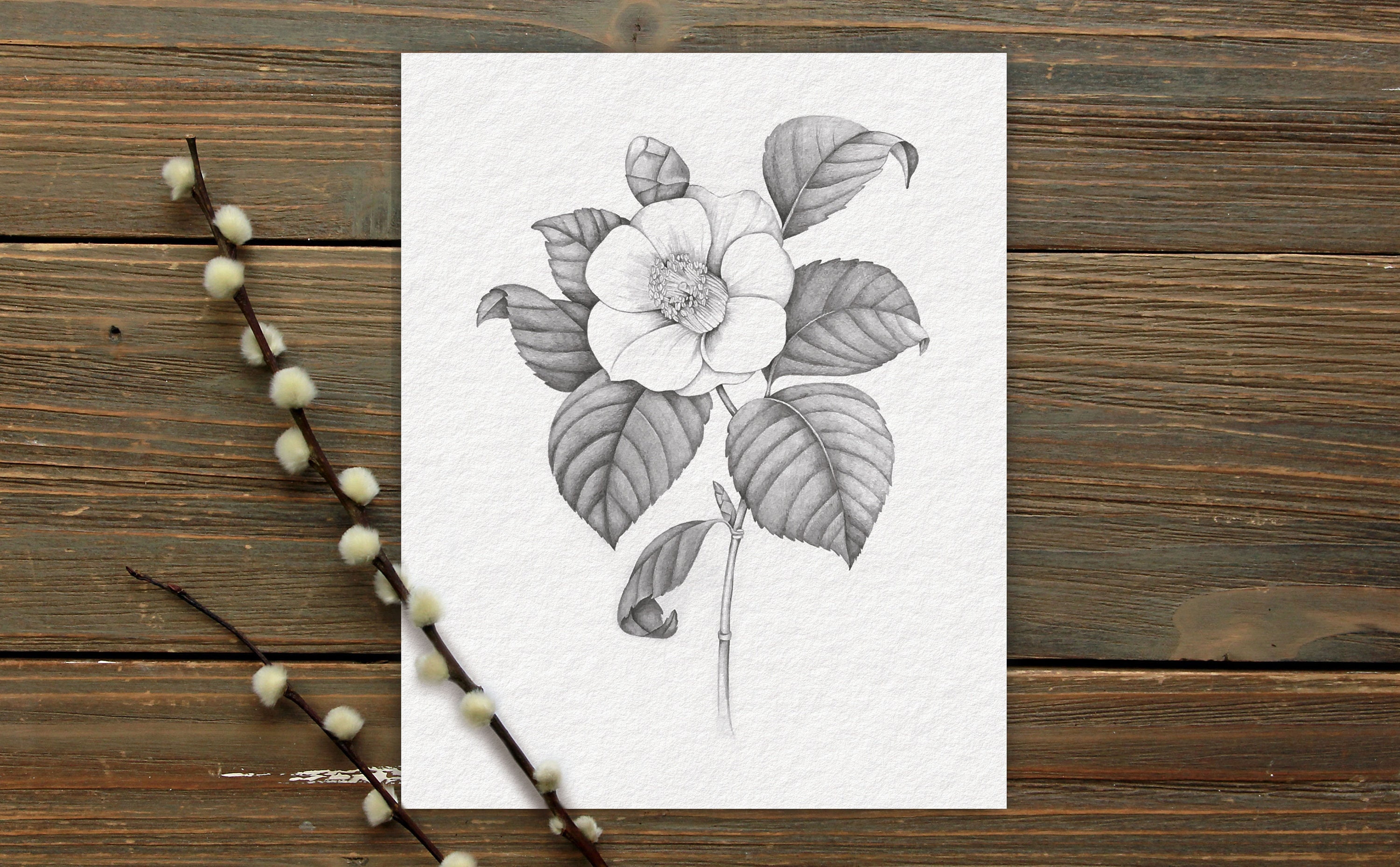 CAMELLIA plant - 3 versions- Original Drawing, Wall Art, Printable, Pencil, Floral, Botanical, Decor - Minimal - 6 files INSTANT DOWNLOAD