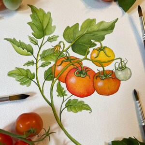 May include: A watercolor painting of a tomato plant branch featuring several round tomatoes in varying stages of ripeness, ranging from green to yellow and bright red, accompanied by detailed green leaves and a small yellow flower blossom.