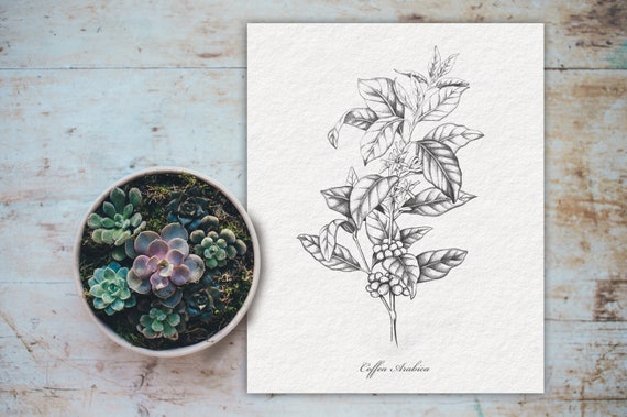 COFFEE plant - Original Zeichnung, Wandkunst, Vintage, Bleistift, Botanik,  Fine Art Printable, Dekor - 3 Versionen - 6 Dateien DOWNLOAD - Etsy.de