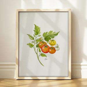 May include: A framed botanical watercolor illustration of a tomato vine featuring several round tomatoes in varying stages of ripeness, ranging from bright red to orange, yellow, and pale green, accompanied by detailed green leaves and stems.