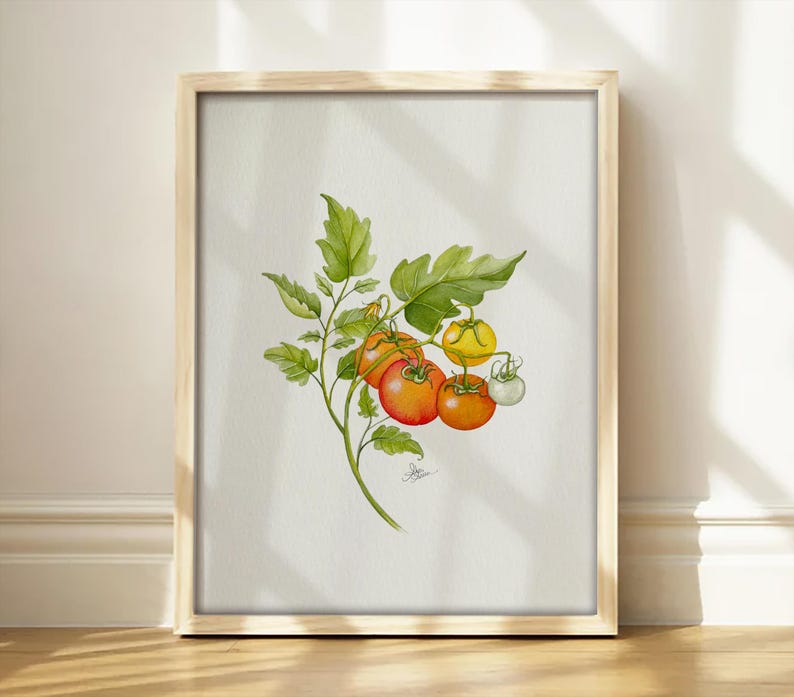 May include: A framed botanical watercolor illustration of a tomato vine featuring several round tomatoes in varying stages of ripeness, ranging from bright red to orange, yellow, and pale green, accompanied by detailed green leaves and stems.
