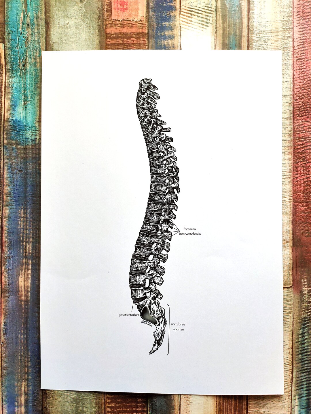 Human Spine Anatomy Print Human Anatomy Print. Human Bones Etsy