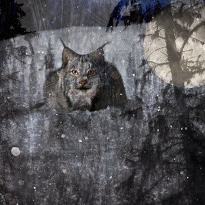 MoonCat - pared de impresión de metal colgando de un lince en la nieve