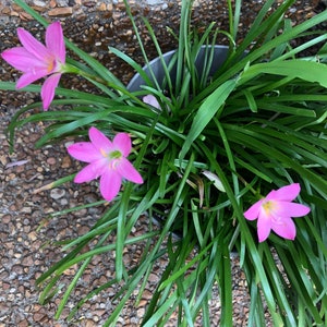 9 Tuberose and Rain Lily Live Plant Bundle