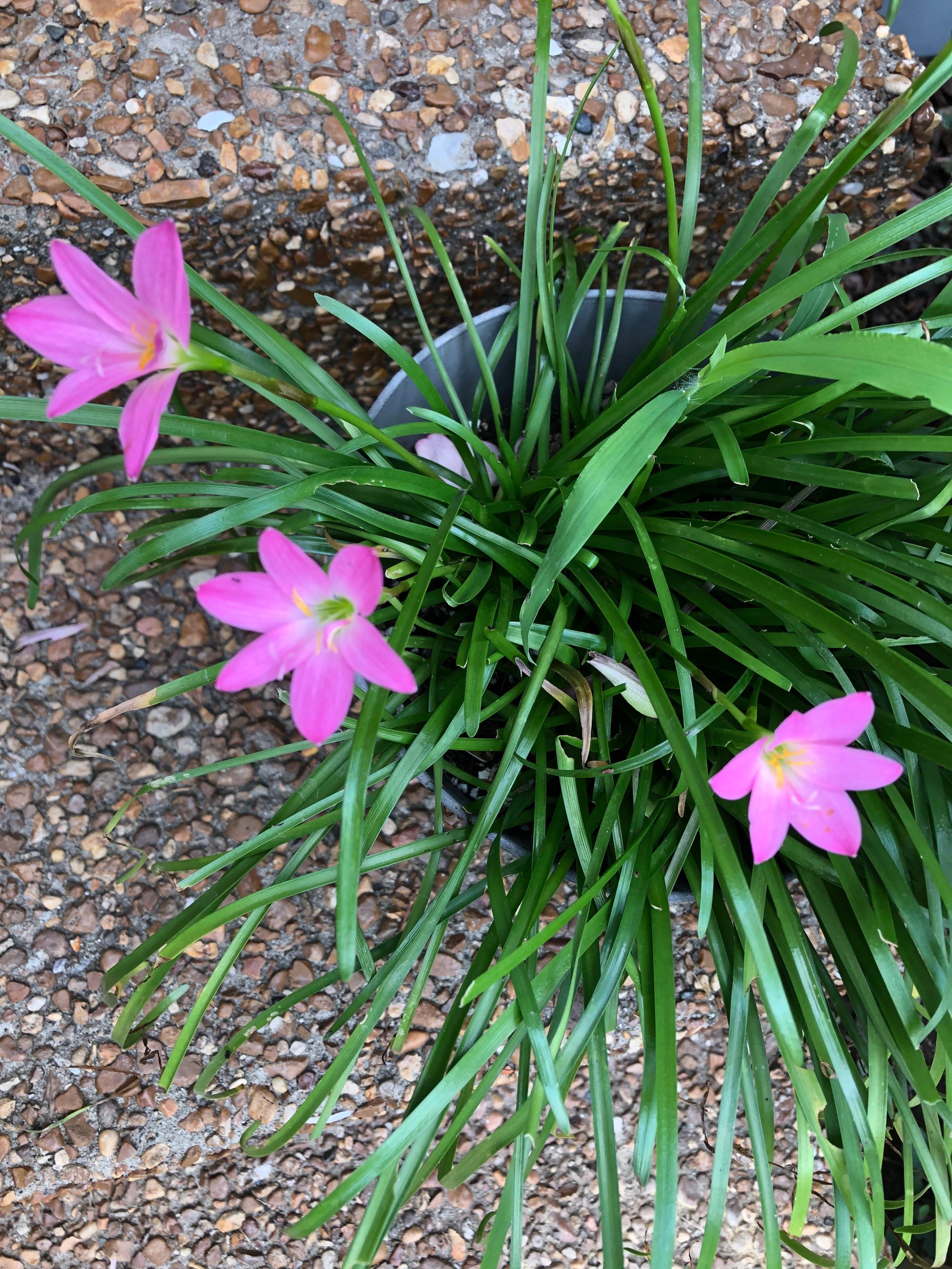 9 Tuberose and Rain Lily Live Plant Bundle