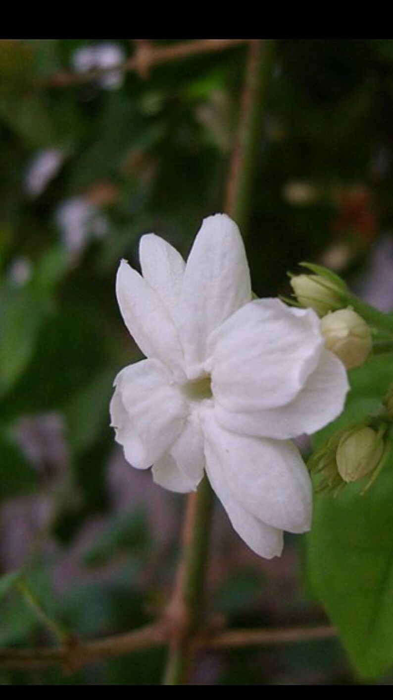 Jasmine Live Plant Belle of India or sambac jasmine plant