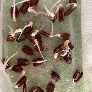 Bottle Gourd Seeds 15 seeds image 2