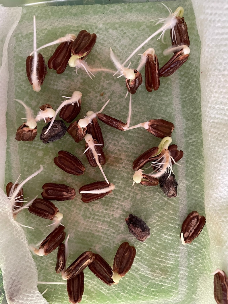 Bottle Gourd Seeds 15 seeds image 2