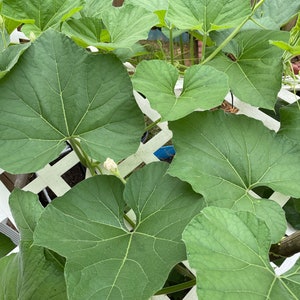 Bottle Gourd Seeds 15 seeds image 4