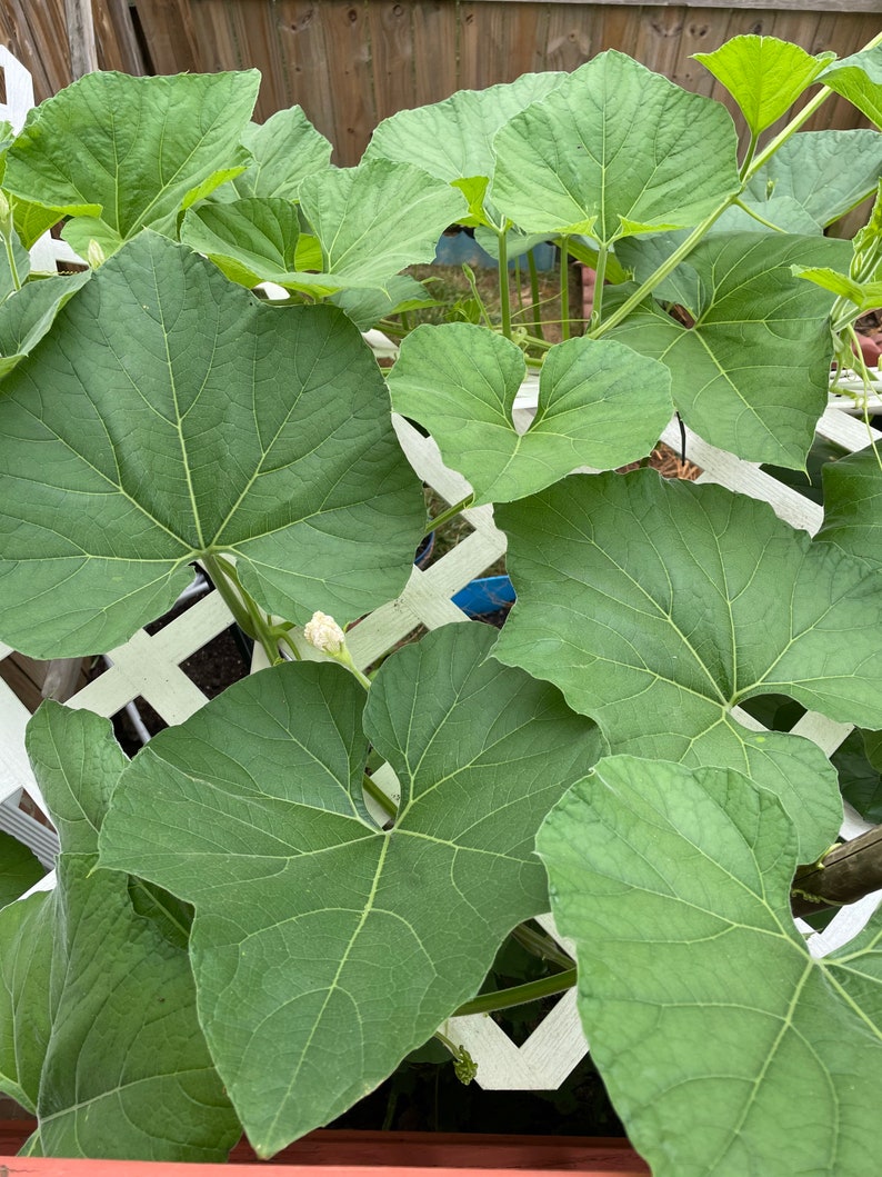 Bottle Gourd Seeds 15 seeds image 4