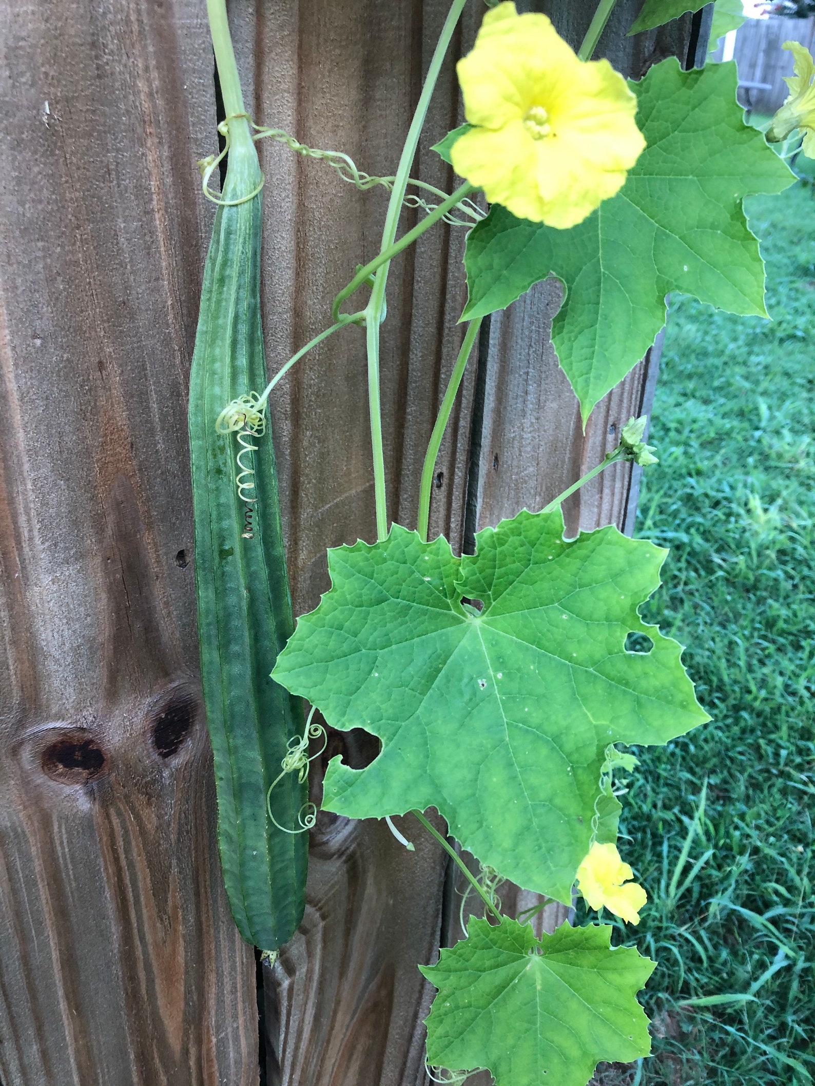 Rigid Sponge Gourd Seeds Etsy Australia