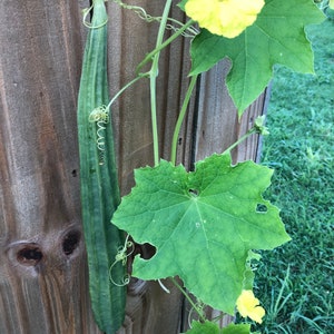 Rigid Sponge Gourd Seeds