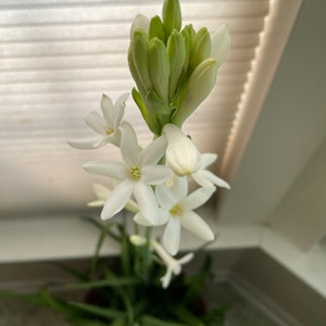 Tuberose Bulb with plant