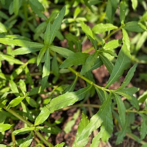 Malancha Shak/Hechi Shak
