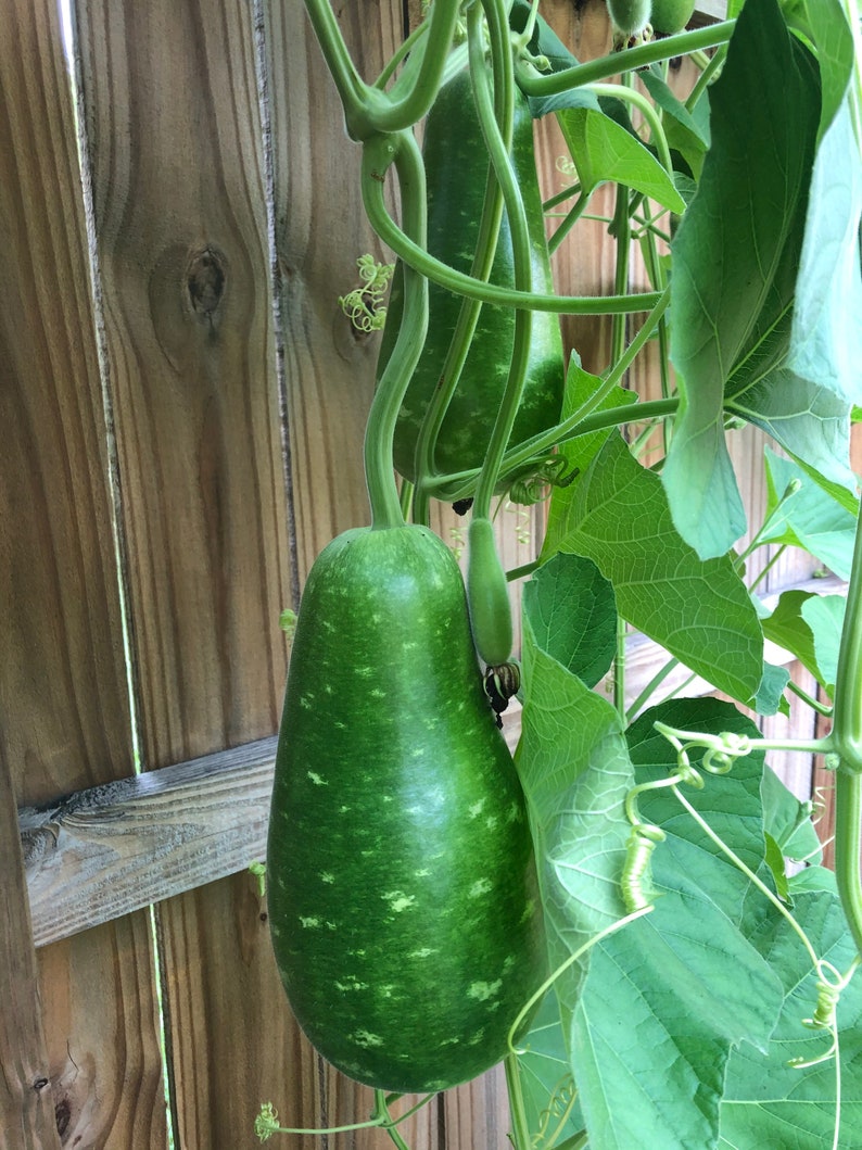 Bottle Gourd Seeds 15 seeds image 6