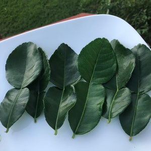 Kaffir Lime Leaves (Fresh-Picked, Organic)