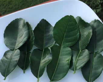 May include: A white plate with eight green kaffir lime leaves arranged in a row.