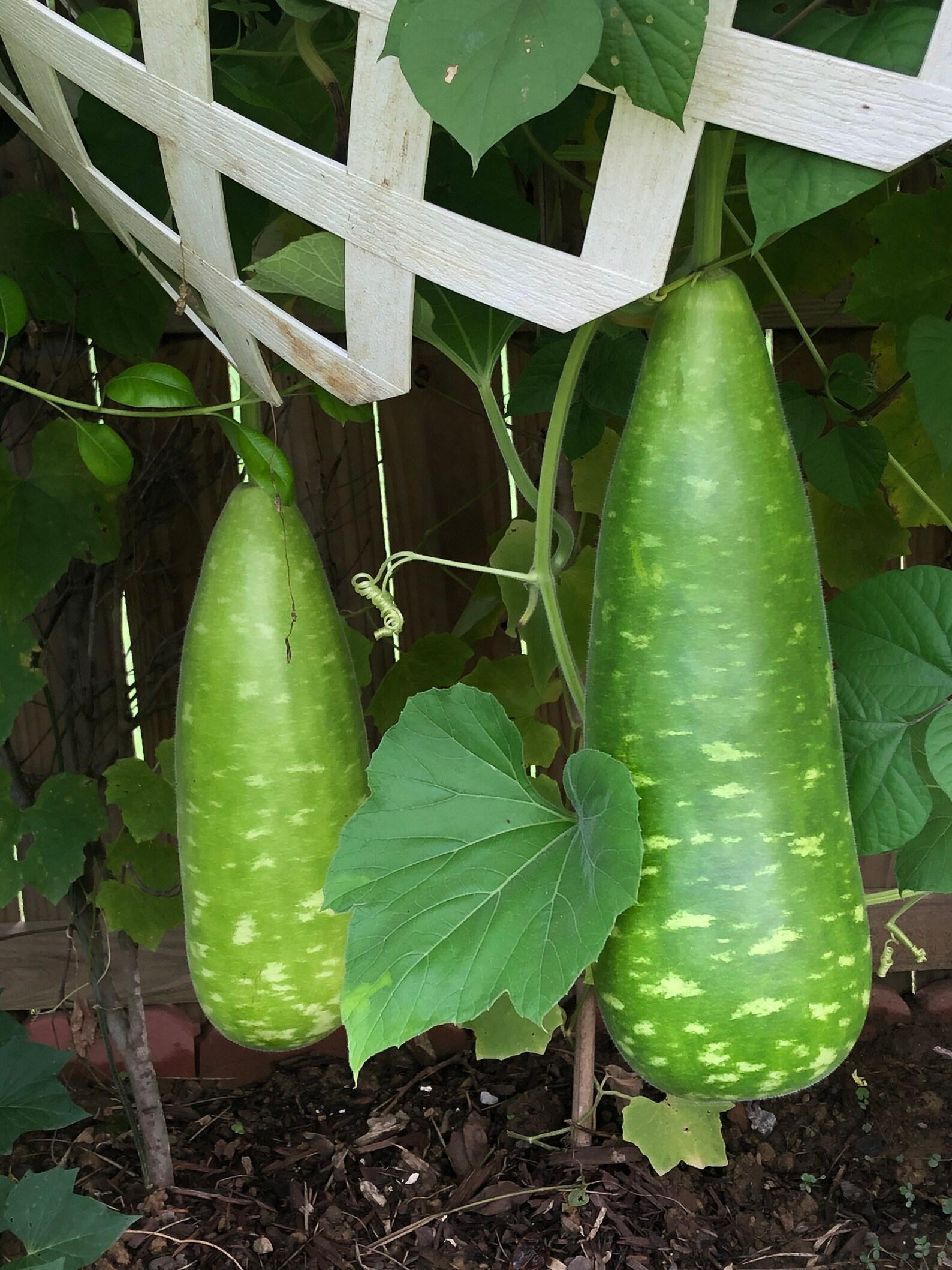 Bottle Gourd Seeds 15 Seeds Etsy