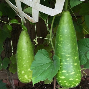 Bottle Gourd Seeds 15 seeds image 1