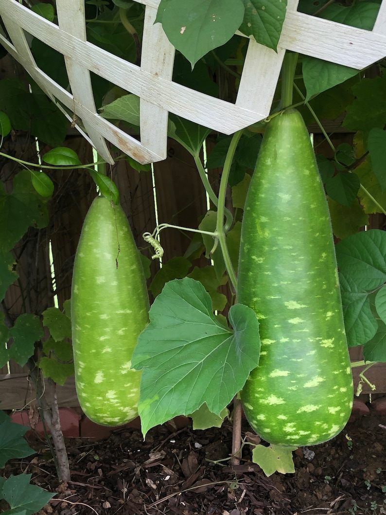 Bottle Gourd Seeds 15 seeds image 1