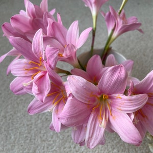 Rain Lily Live Plant Bundle, 14 plant(7 white and 7 pink )