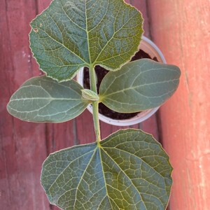 Bottle Gourd Seeds 15 seeds image 5