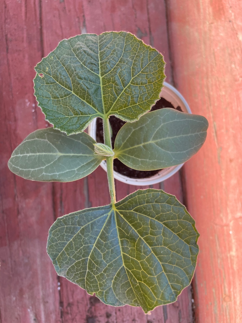 Bottle Gourd Seeds 15 seeds image 5