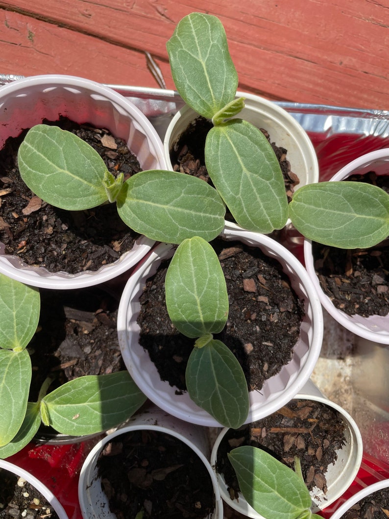 Bottle Gourd Seeds 15 seeds image 3