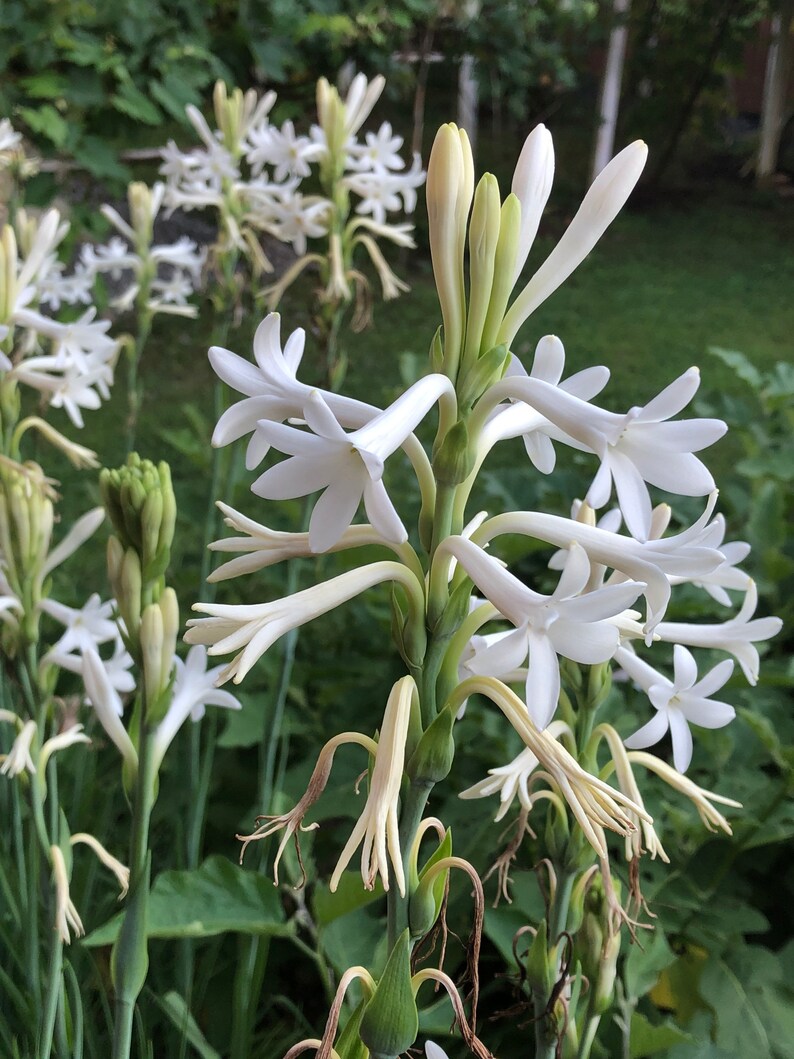 Tuberose Bulb Etsy