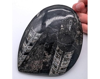 Polished Orthoceras Fossil Plate 6x4 Double Specimen Limestone Display Devonian